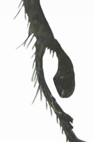 Enicopus ater