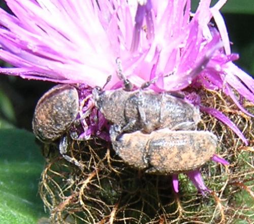 Larinus obtusus