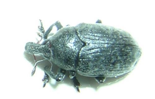 Réf. 6 548 : Larinus obtusus