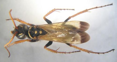 Réf. 6 823 : Batozonellus lacerticida