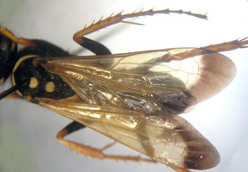 Réf. 6 824 : Batozonellus lacerticida