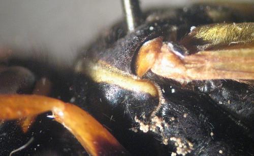 Batozonellus lacerticida