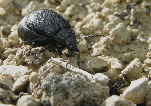 Galeruca sp.