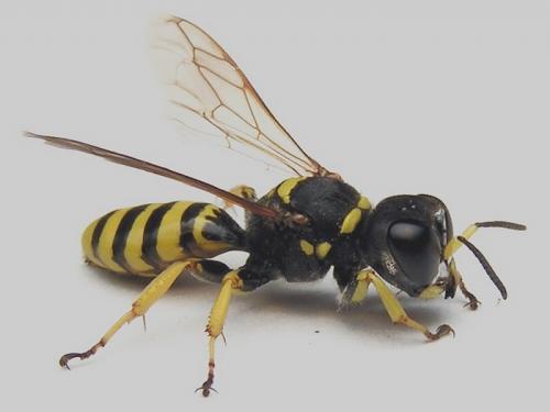 Réf. 6 525 : Ectemnius cephalotes