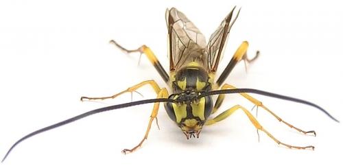 Banchus crefeldensis