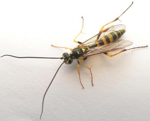 Banchus crefeldensis