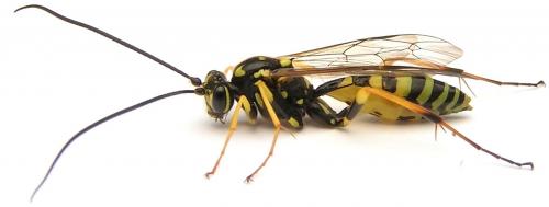 Banchus crefeldensis