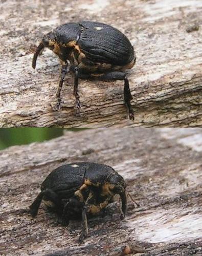 Réf. 6 609 : Mononychus punctumalbum
