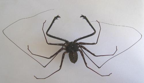 Réf. 6 488 : Phrynichus exophthalmus