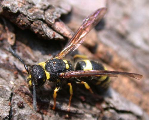 Réf. 6 968 : Ancistrocerus sp.
