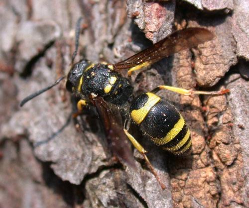 Réf. 6 966 : Ancistrocerus sp.