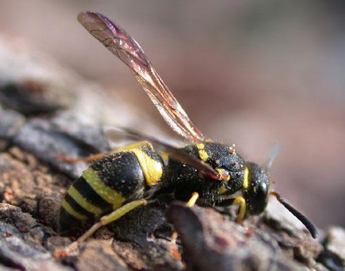 Réf. 6 967 : Ancistrocerus sp.