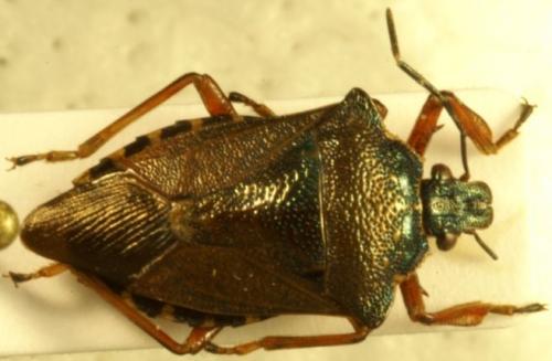 Pinthaeus sanguinipes