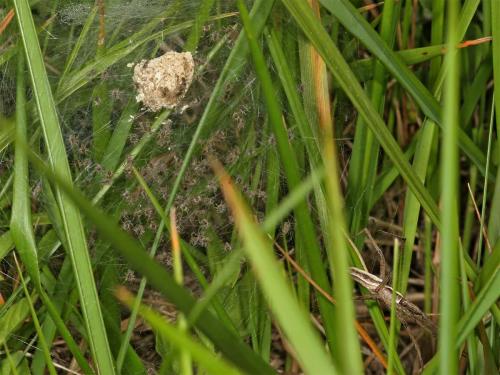 Réf. 6 077 : Pisaura mirabilis