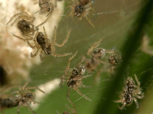 Pisaura mirabilis