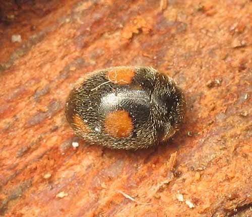 Platynaspis luteorubra