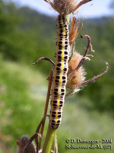 Calophasia lunula