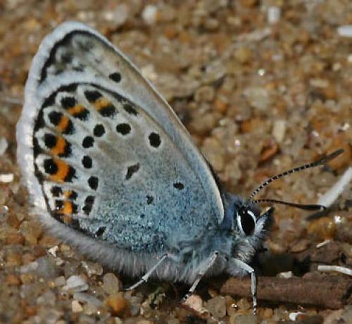 Réf. 6 164 : Plebejus argus