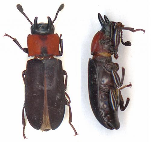 Cryphaeus chevrolati