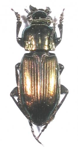 Réf. 6 191 : Poecilus lepidus