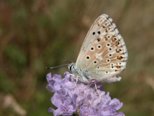 Polyommatus coridon