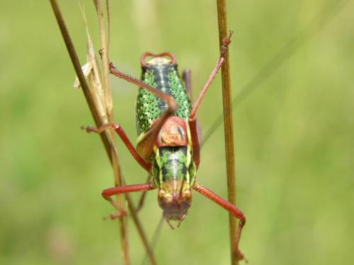 Barbitistes sp.