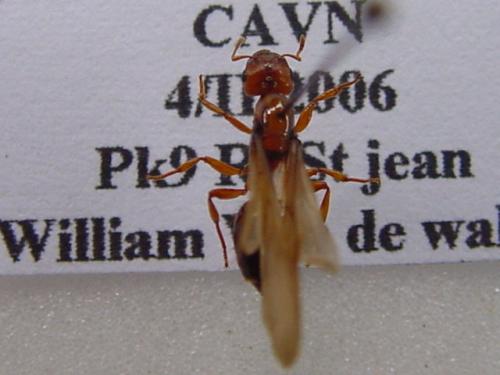 Réf. 6 872 : Crematogaster sp.