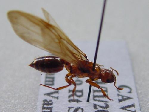 Réf. 6 873 : Crematogaster sp.