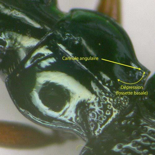 Bembidion latinum