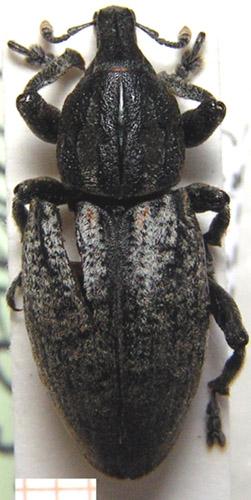 Pseudocleonus sp.