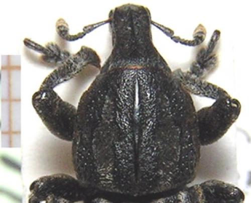 Pseudocleonus sp.