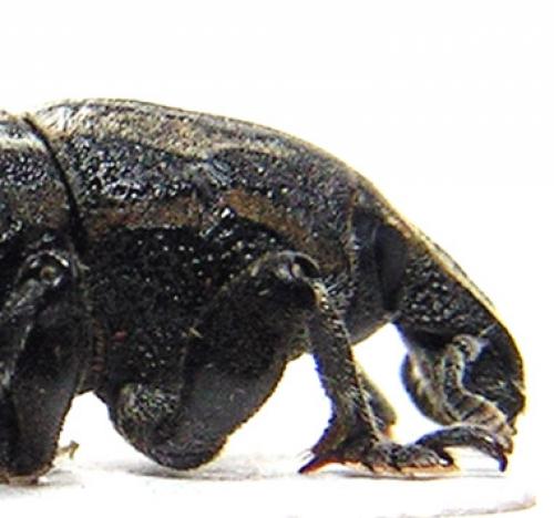 Réf. 6 120 : Pseudocleonus sp.