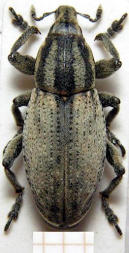 Pseudocleonus cinereus