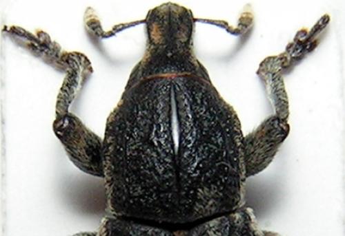 Réf. 6 119 : Pseudocleonus cinereus