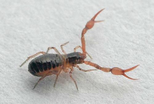 Neobisium sp.