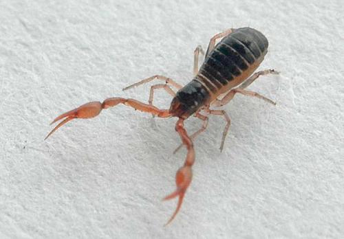 Neobisium sp.