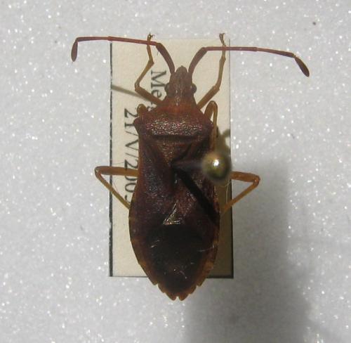 Gonocerus acuteangulatus