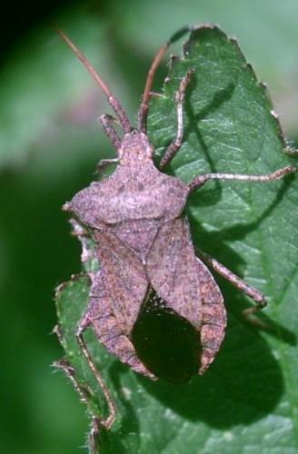 Coreus marginatus