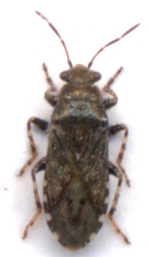 Heterogaster sp.