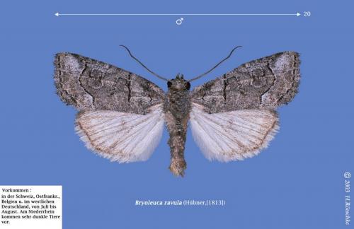 Réf. 6 777 : Bryophila ravula