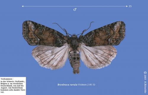 Bryophila ravula