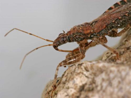 Himacerus mirmicoides