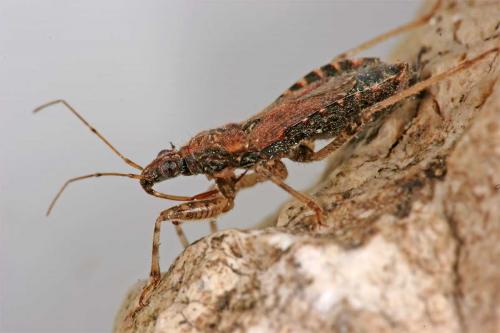 Réf. 6 070 : Himacerus mirmicoides