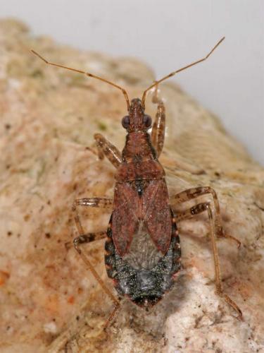 Réf. 6 071 : Himacerus mirmicoides
