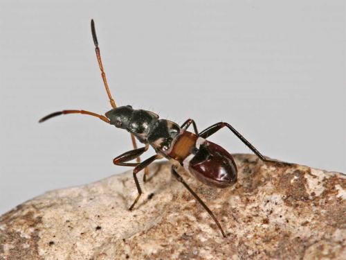 Raglius alboacuminatus