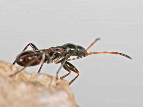 Raglius alboacuminatus
