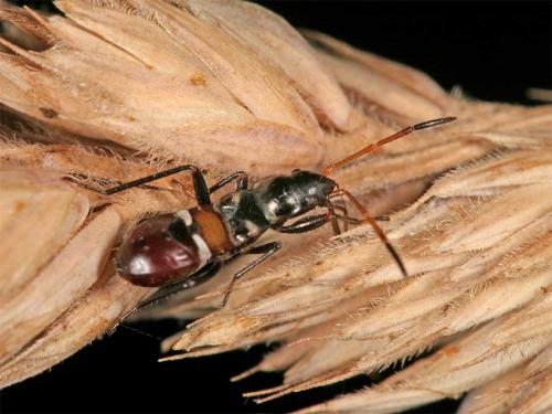 Raglius alboacuminatus