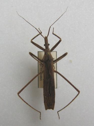 Réf. 6 860 : Stenopoda subinermis