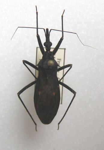 Eratyrus mucronatus