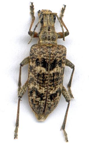 Réf. 6 207 : Rhagium inquisitor
